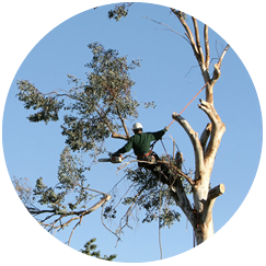 Denton Tree Services