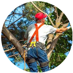 Tree Trimming Denton, TX